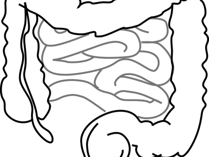 intestines-293929_960_720.png