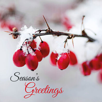 Winter Berries.jpg