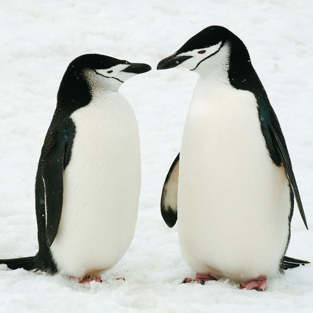 Christmas Kiss.jpg