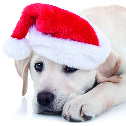 Santa Paws.dpi.jpg