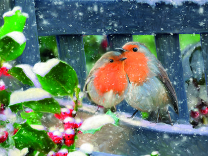 Snowy Robins.jpg